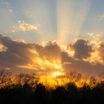 Why dementia patients want to go home dementia caregiving article sunset through trees
